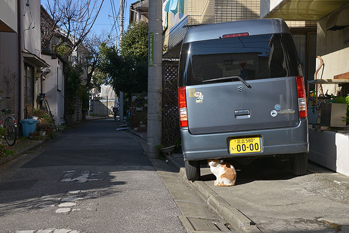 街のねこたち