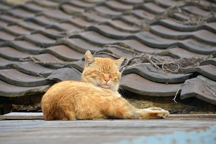 街のねこたち