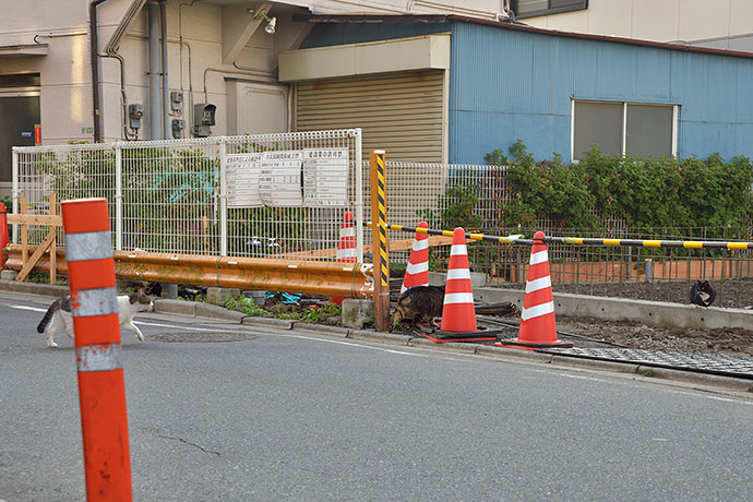 街のねこたち