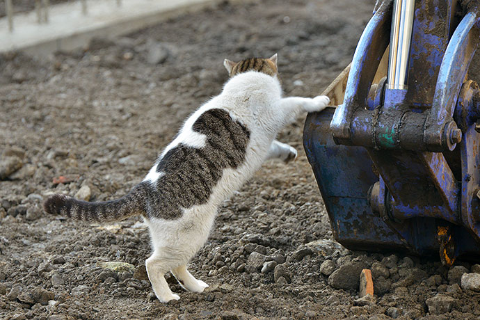 街のねこたち