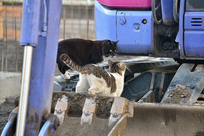 街のねこたち