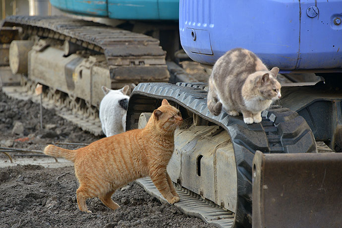 街のねこたち