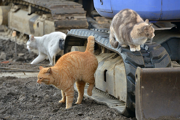 街のねこたち