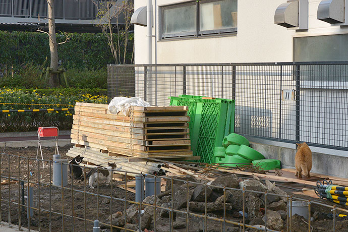 街のねこたち