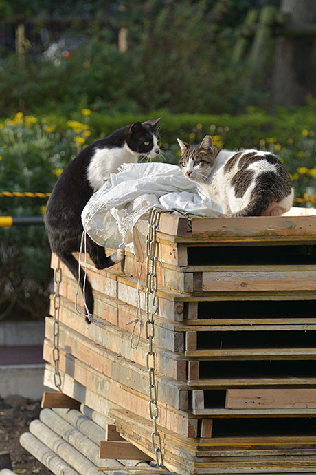 街のねこたち