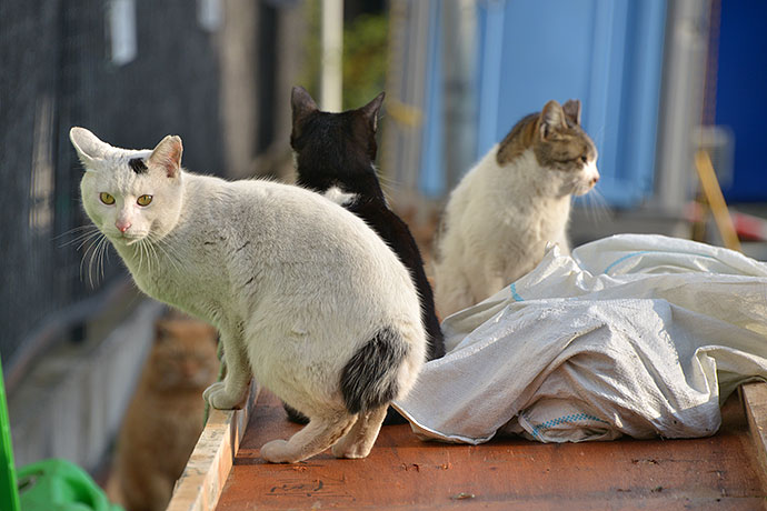 街のねこたち