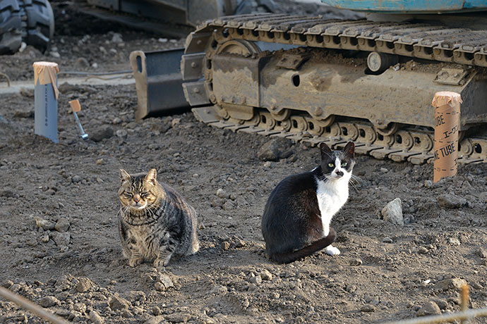街のねこたち