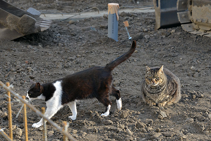 街のねこたち
