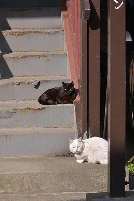 街のねこたち