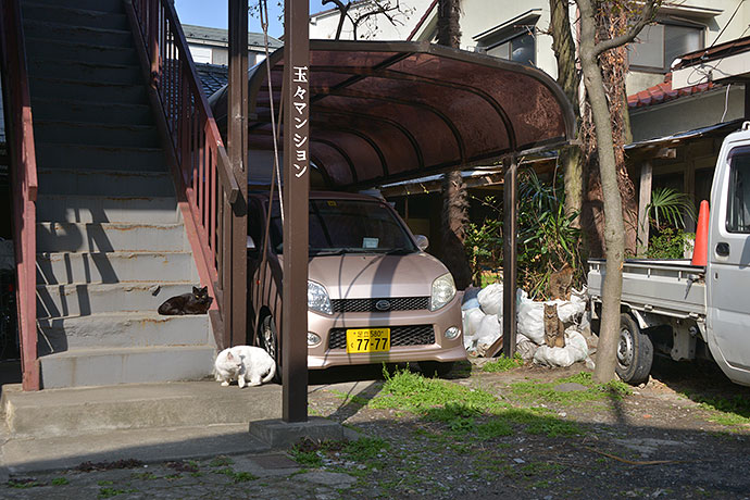 街のねこたち