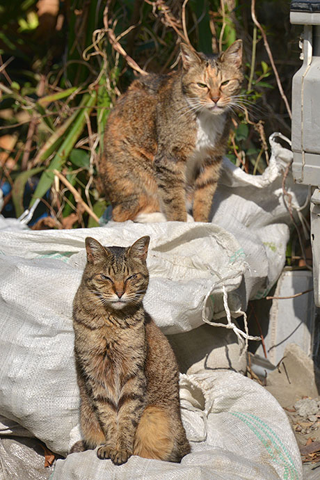 街のねこたち