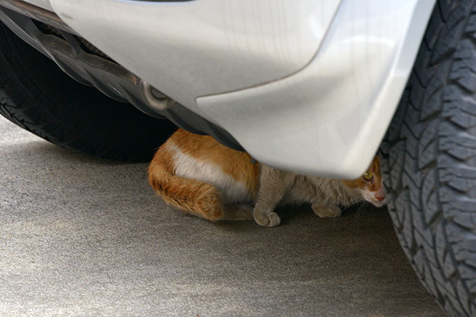 街のねこたち