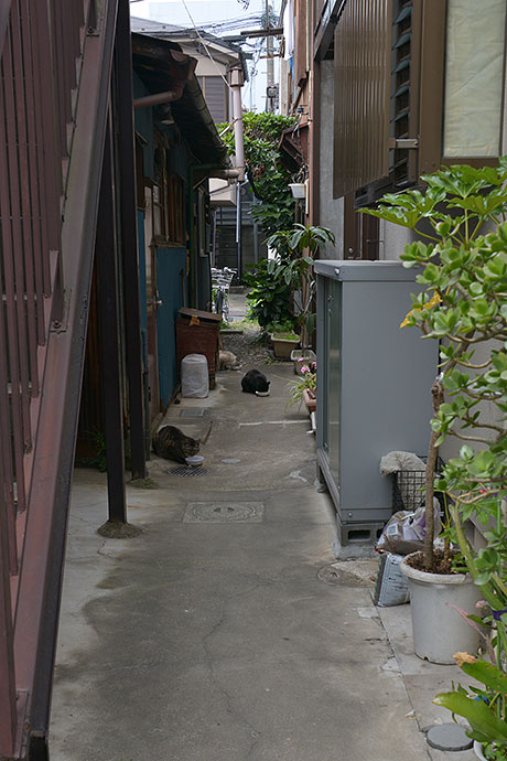 街のねこたち