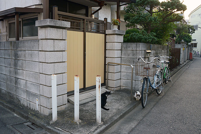 街のねこたち