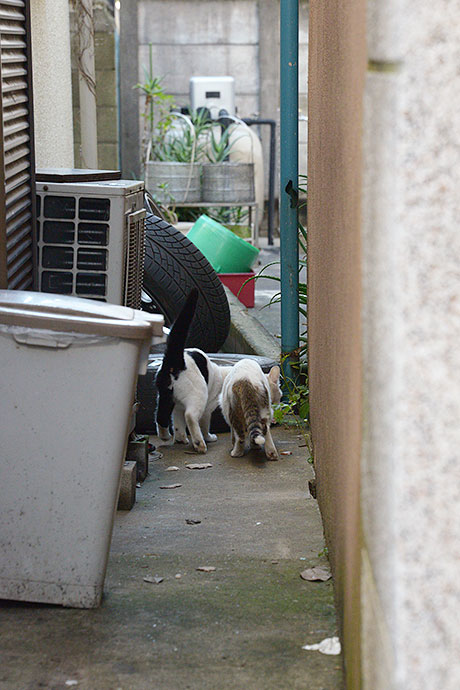 街のねこたち
