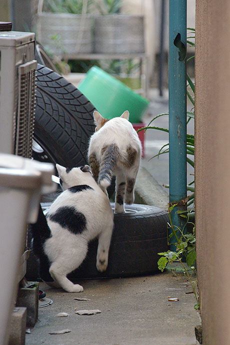 街のねこたち
