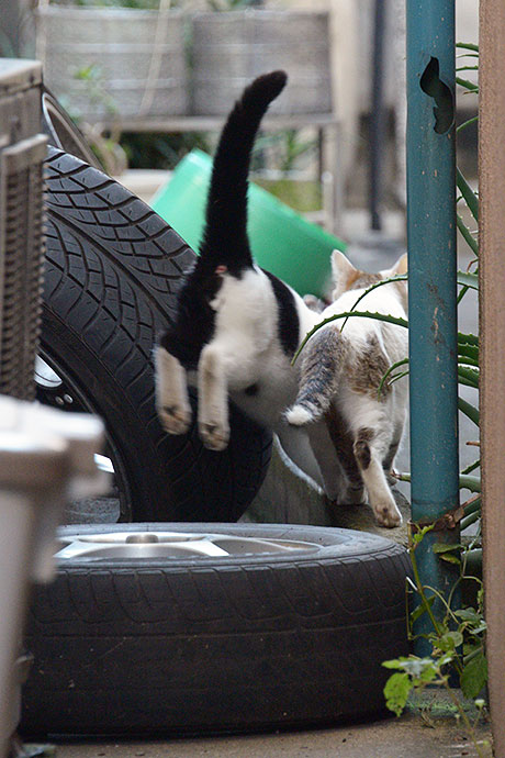 街のねこたち