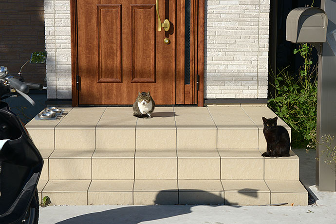 街のねこたち