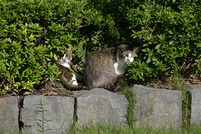街のねこたち