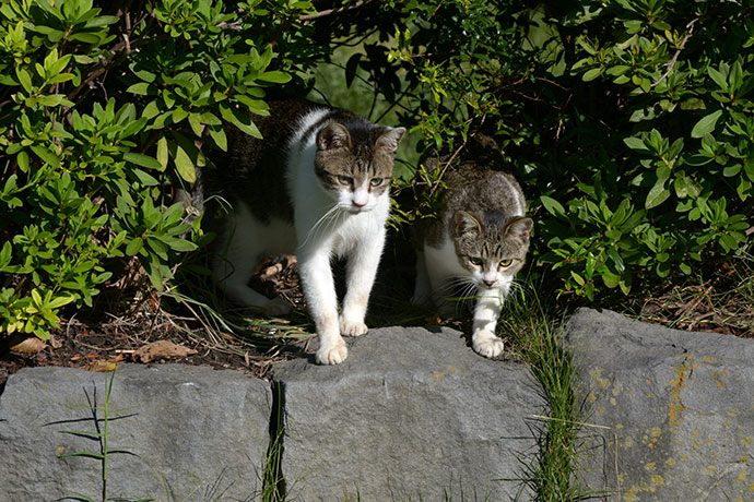 街のねこたち