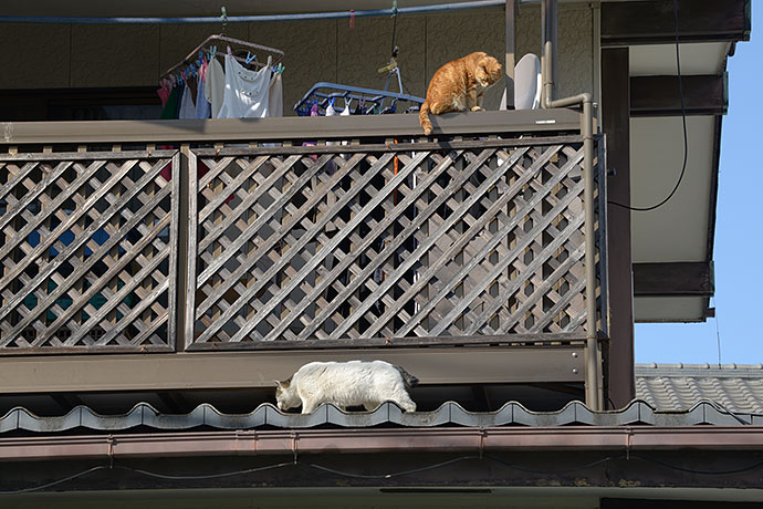 街のねこたち