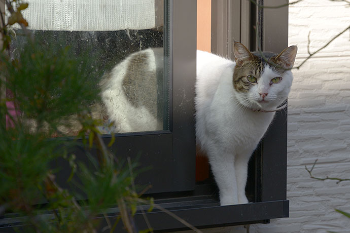 街のねこたち
