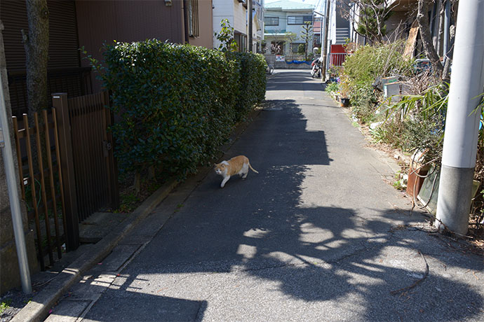 街のねこたち