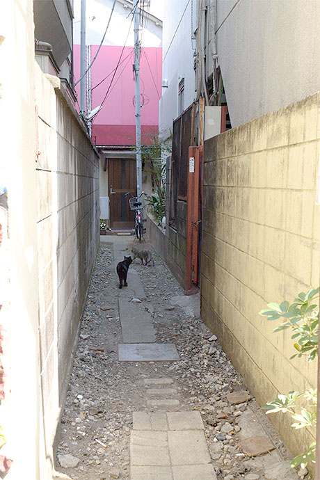 街のねこたち