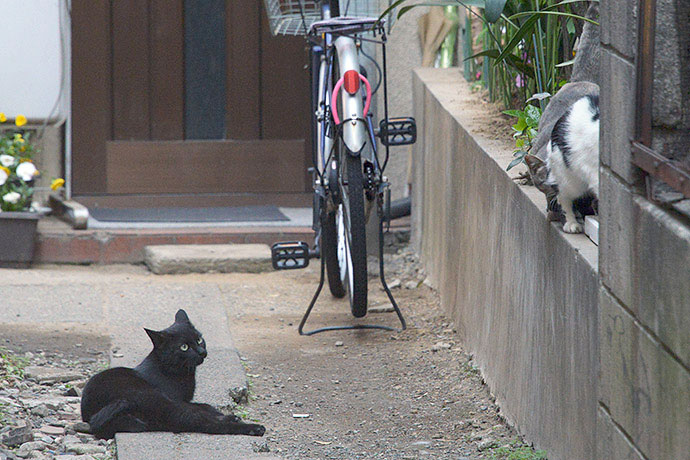 街のねこたち