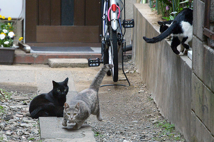 街のねこたち