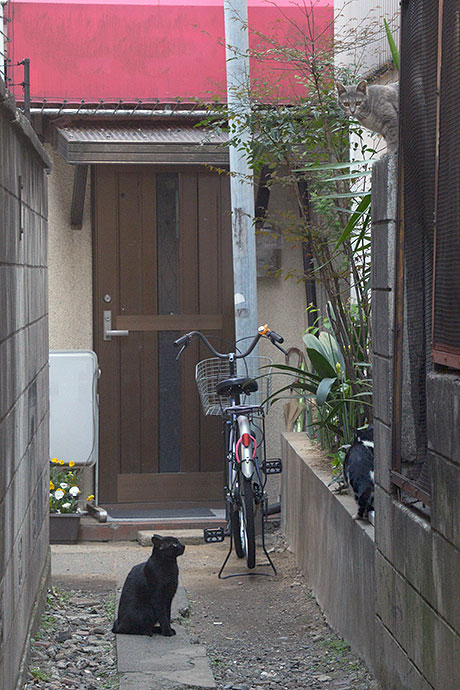 街のねこたち