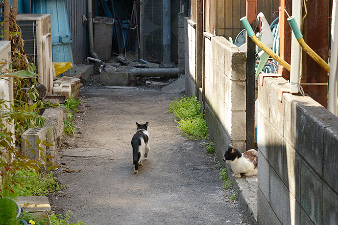 街のねこたち