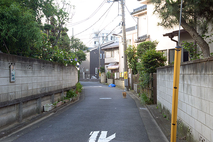 街のねこたち