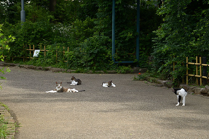 街のねこたち