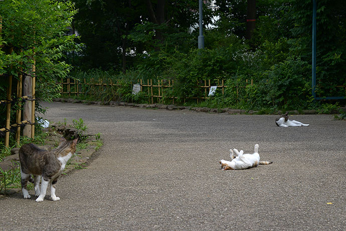 街のねこたち