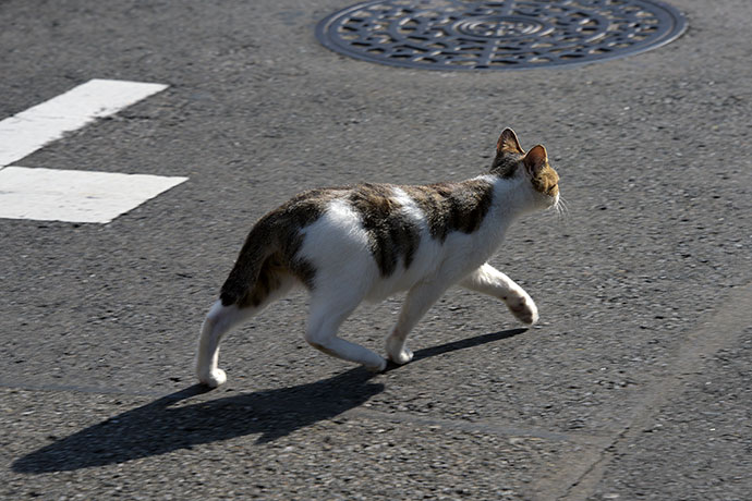 街のねこたち