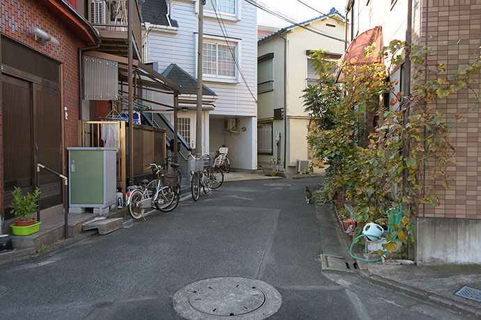 街のねこたち