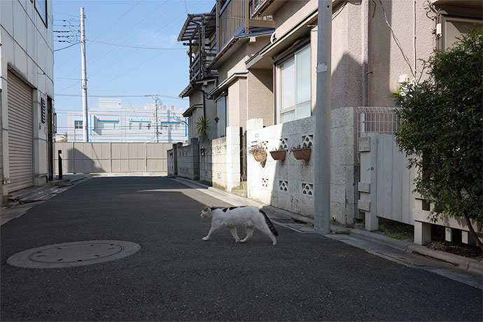 街のねこたち
