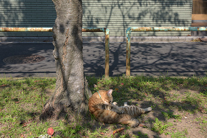 街のねこたち