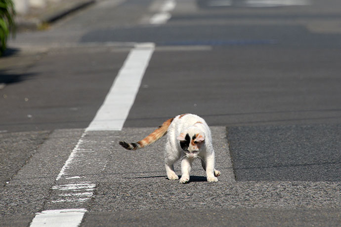 街のねこたち