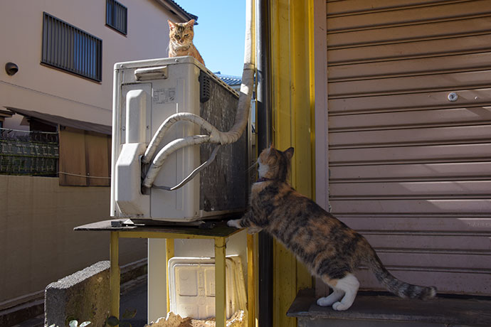 街のねこたち