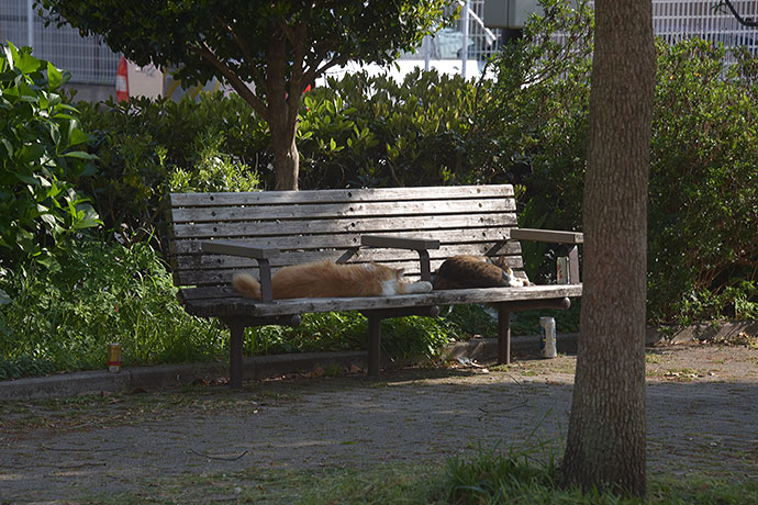街のねこたち