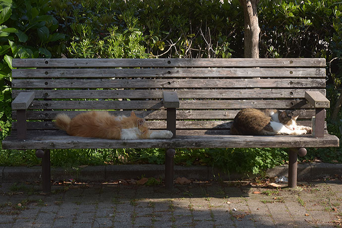 街のねこたち