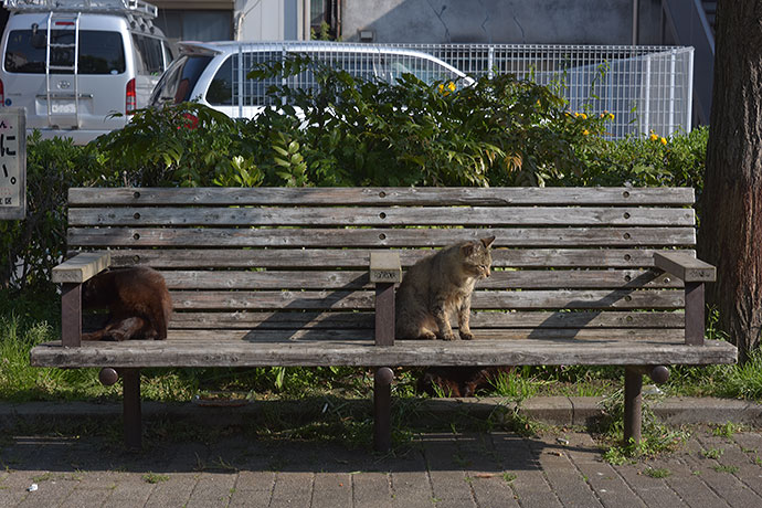街のねこたち