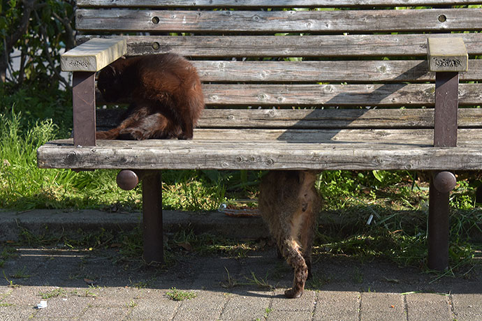 街のねこたち