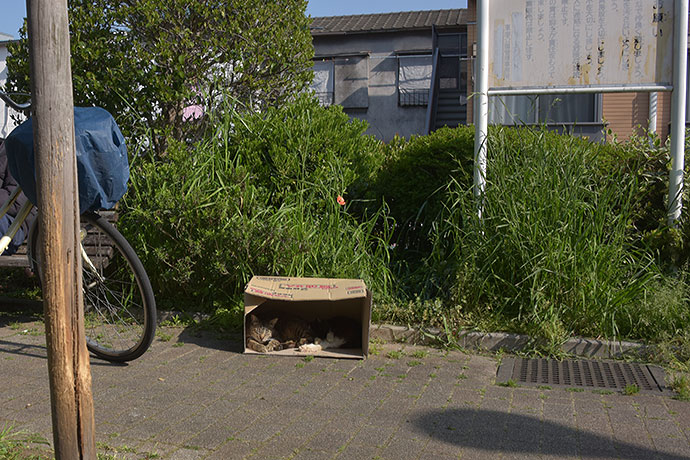街のねこたち
