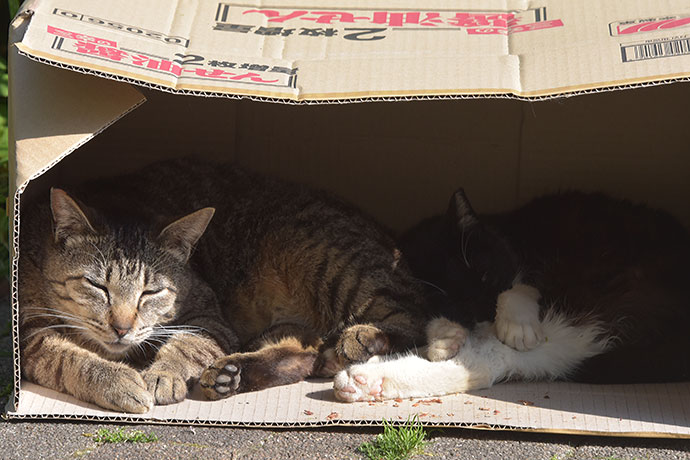 街のねこたち