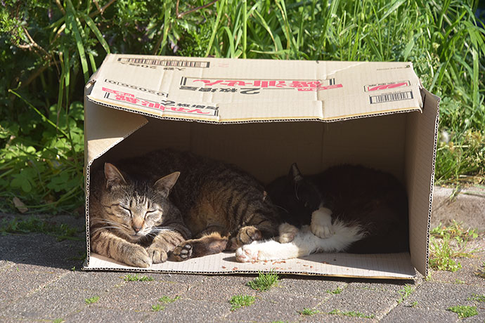 街のねこたち