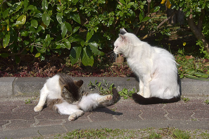 街のねこたち