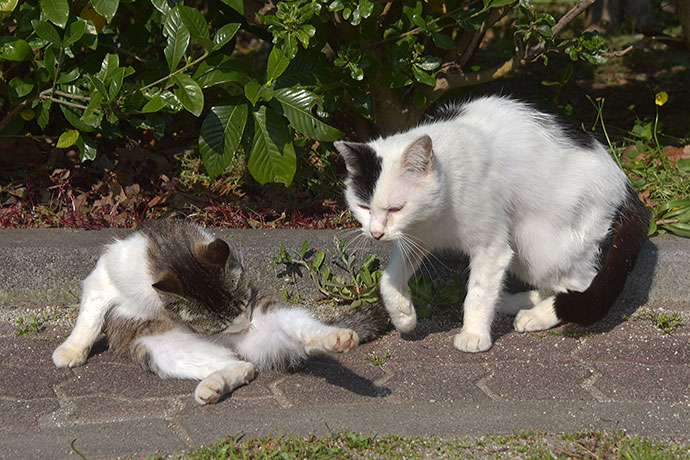 街のねこたち